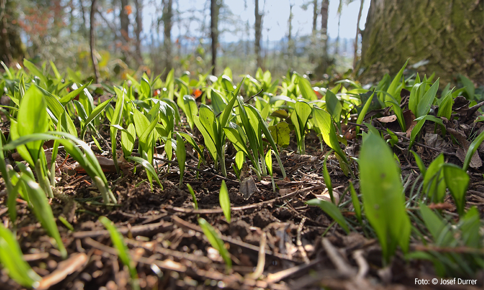 Bärlauch im Wald