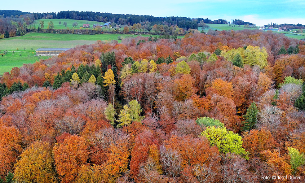 Buchwald im Herbst