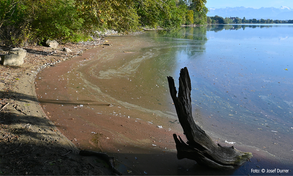 Algen im Baldeggersee