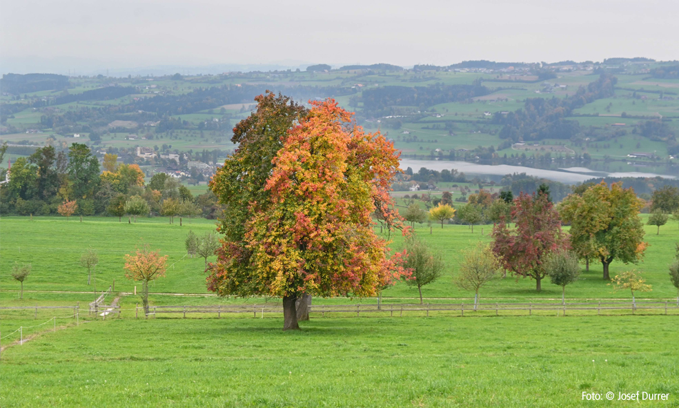 Herbstbaum im Seetal